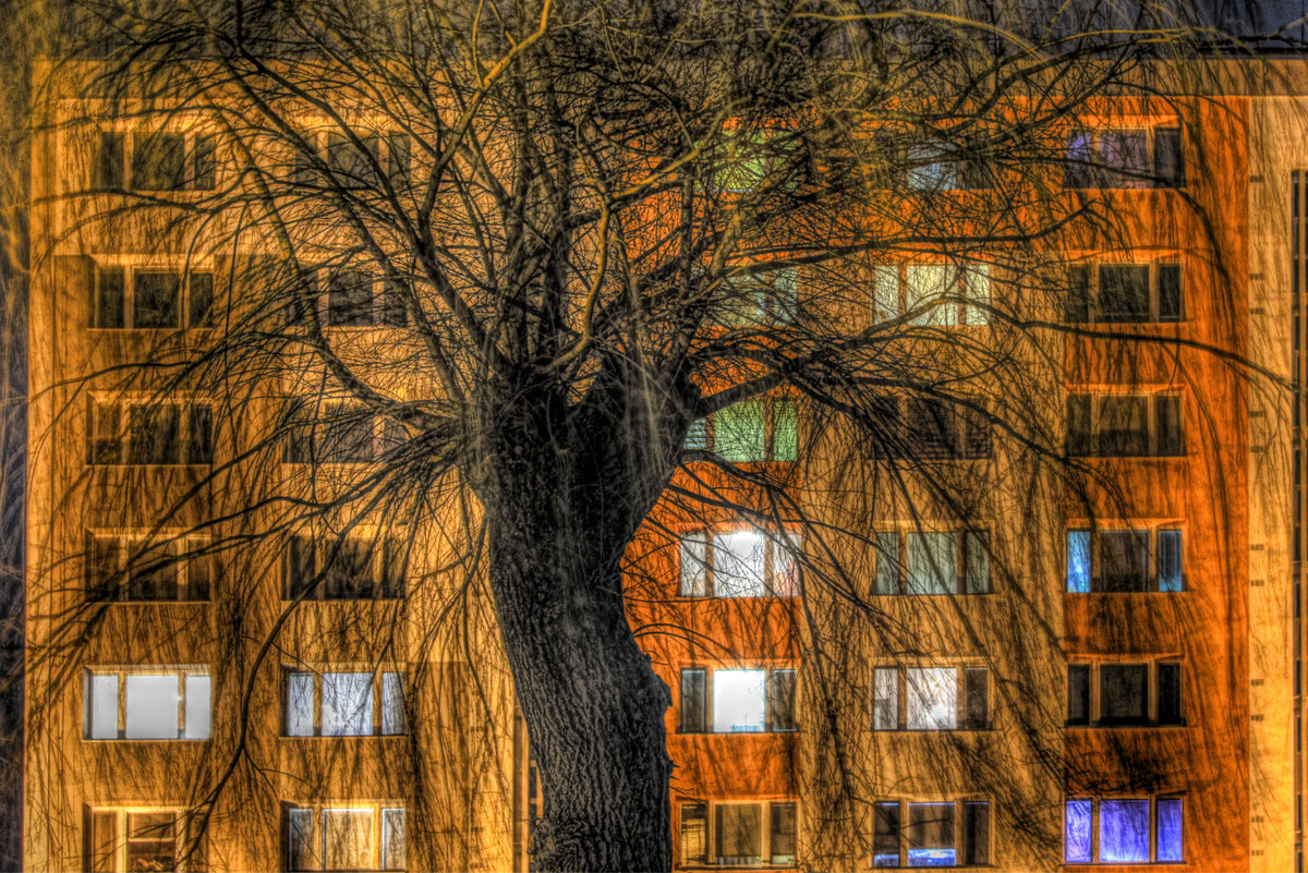Urban Nightscape Tree Silhouette Against Illuminated Building Wall Mural in your room