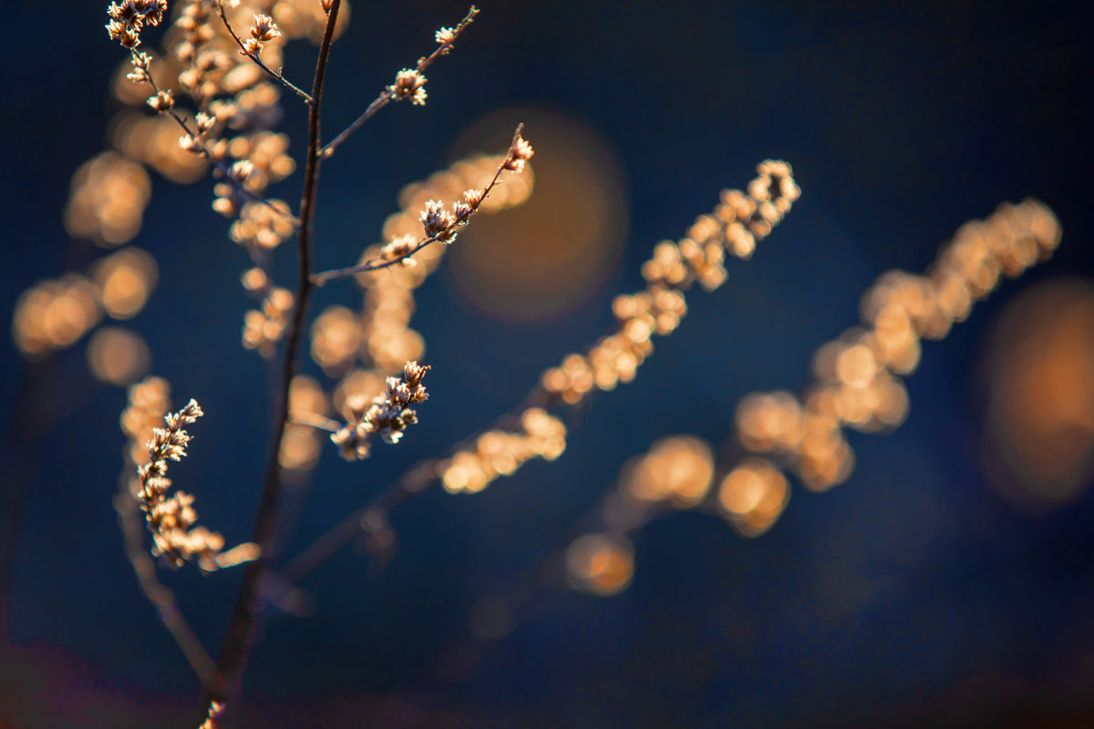 Delicate floral grass photography | Soft light in nature | Blurred background print Wall Mural in your room — zoomed