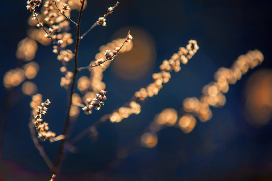Delicate floral grass photography | Soft light in nature | Blurred background print Wall Mural