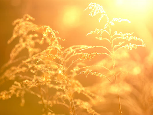 Golden Glow of Nature: Serene Grass Photography Wall Mural