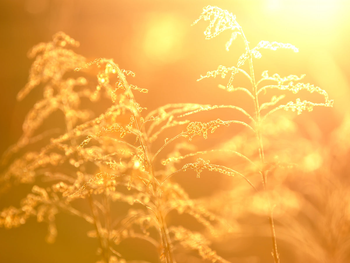 Golden Glow of Nature: Serene Grass Photography Wall Mural in your room