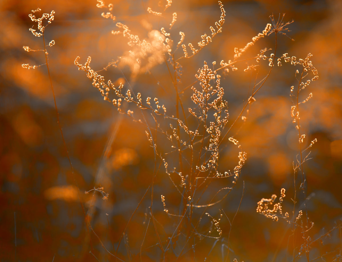 Autumn Glow Delicate Nature Photography of Sunlit Grasses Wall Mural in your room
