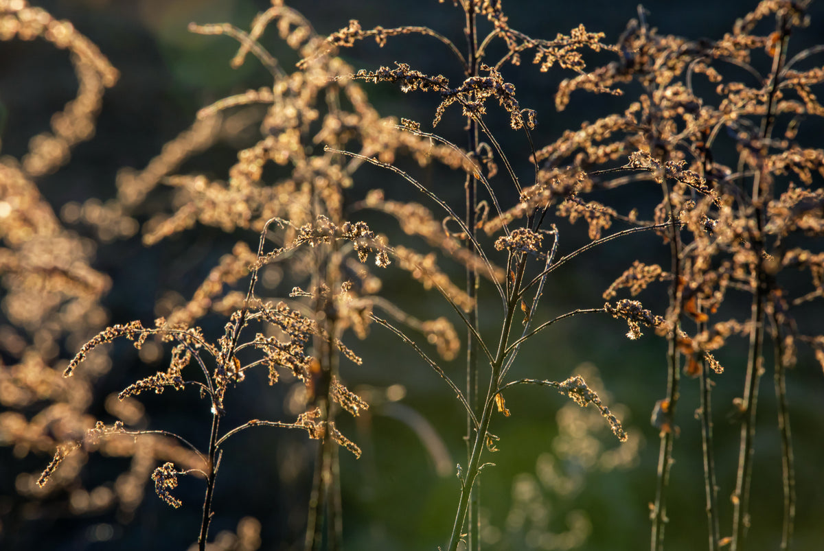 Golden Hour Serenity: Nature's Delicate Flora Photography Wall Mural in your room