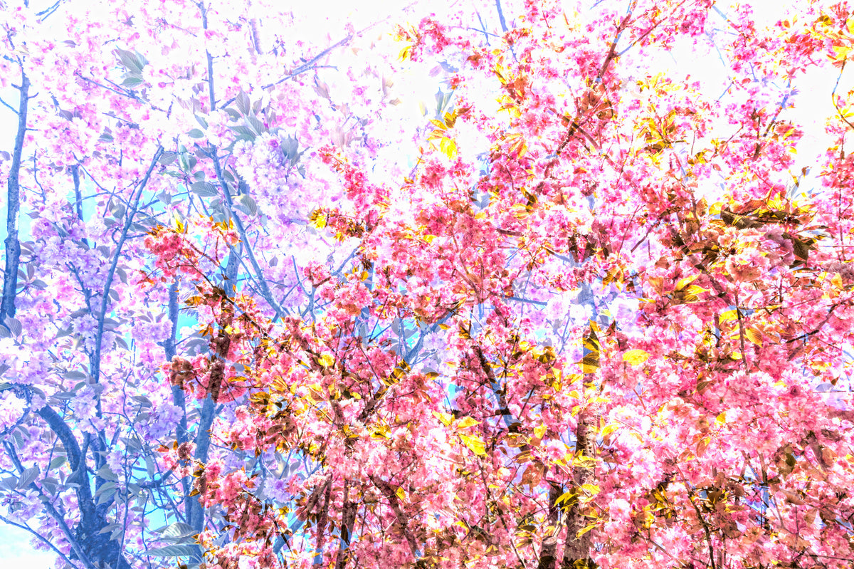 Pink Blossoms in Bloom - Vibrant Floral Photography Print Wall Mural in your room