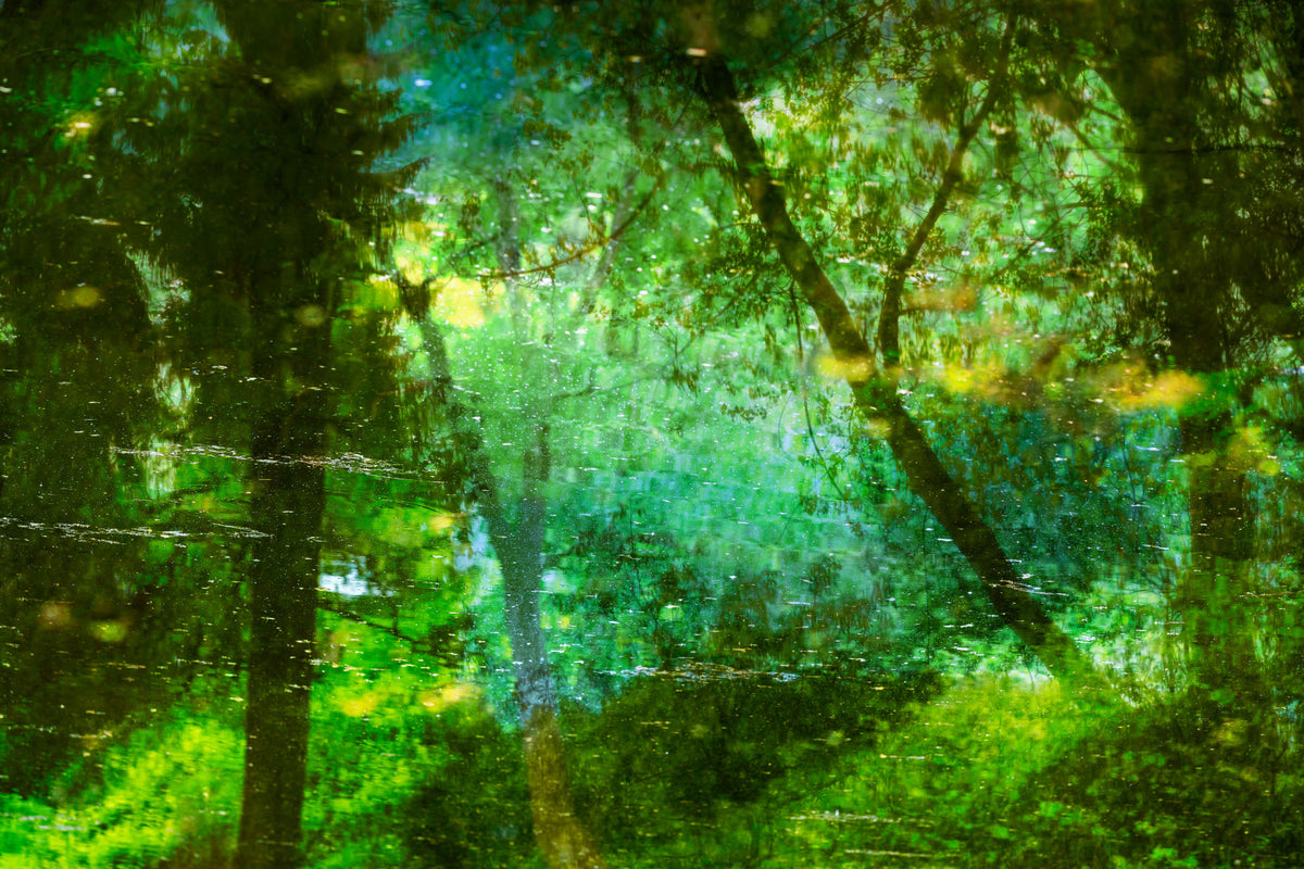 Tranquil Forest Reflection Art Print | Serene Nature Photography | Green Landscape Decor Wall Mural in your room