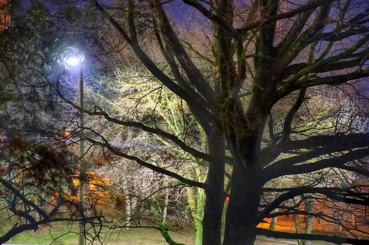 Nighttime Tree Silhouette - Ethereal Park Scene with Illuminated Branches Wall Mural in your room — zoomed