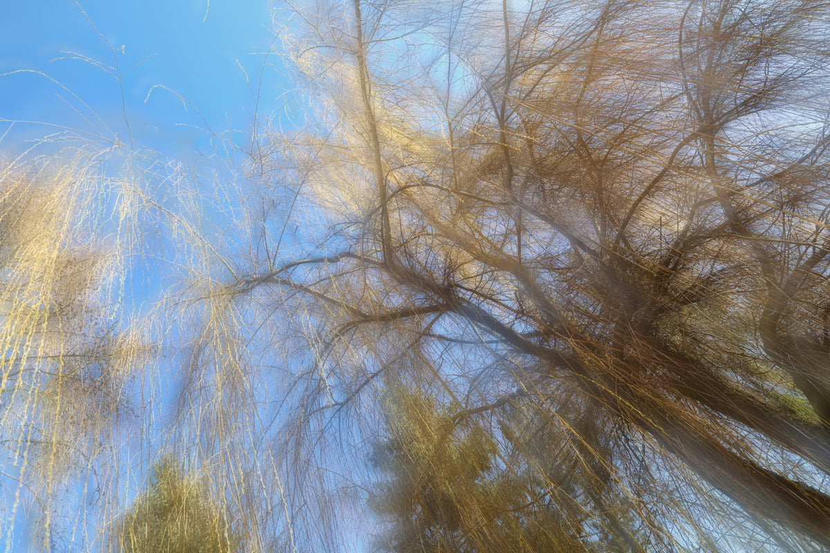 Ethereal Tree Canopy Photography | Abstract Nature Art | Blue Sky & Branches Wall Mural in your room — zoomed