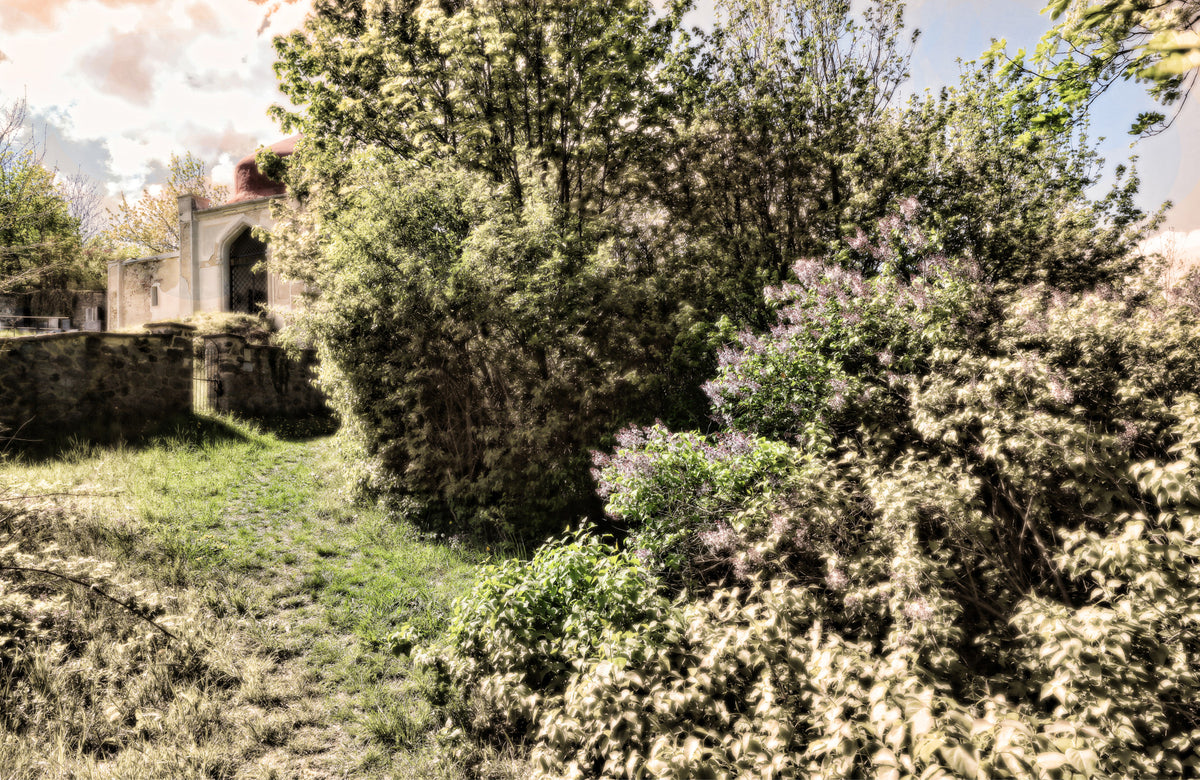 Overgrown Pathway Serene Nature Photography Print Wall Mural in your room