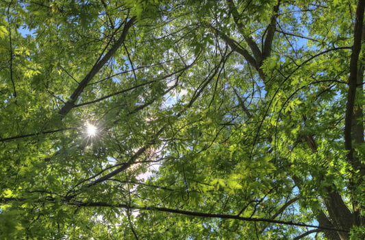 Sunlit Canopy A Glimpse Through Green Leaves Wall Mural