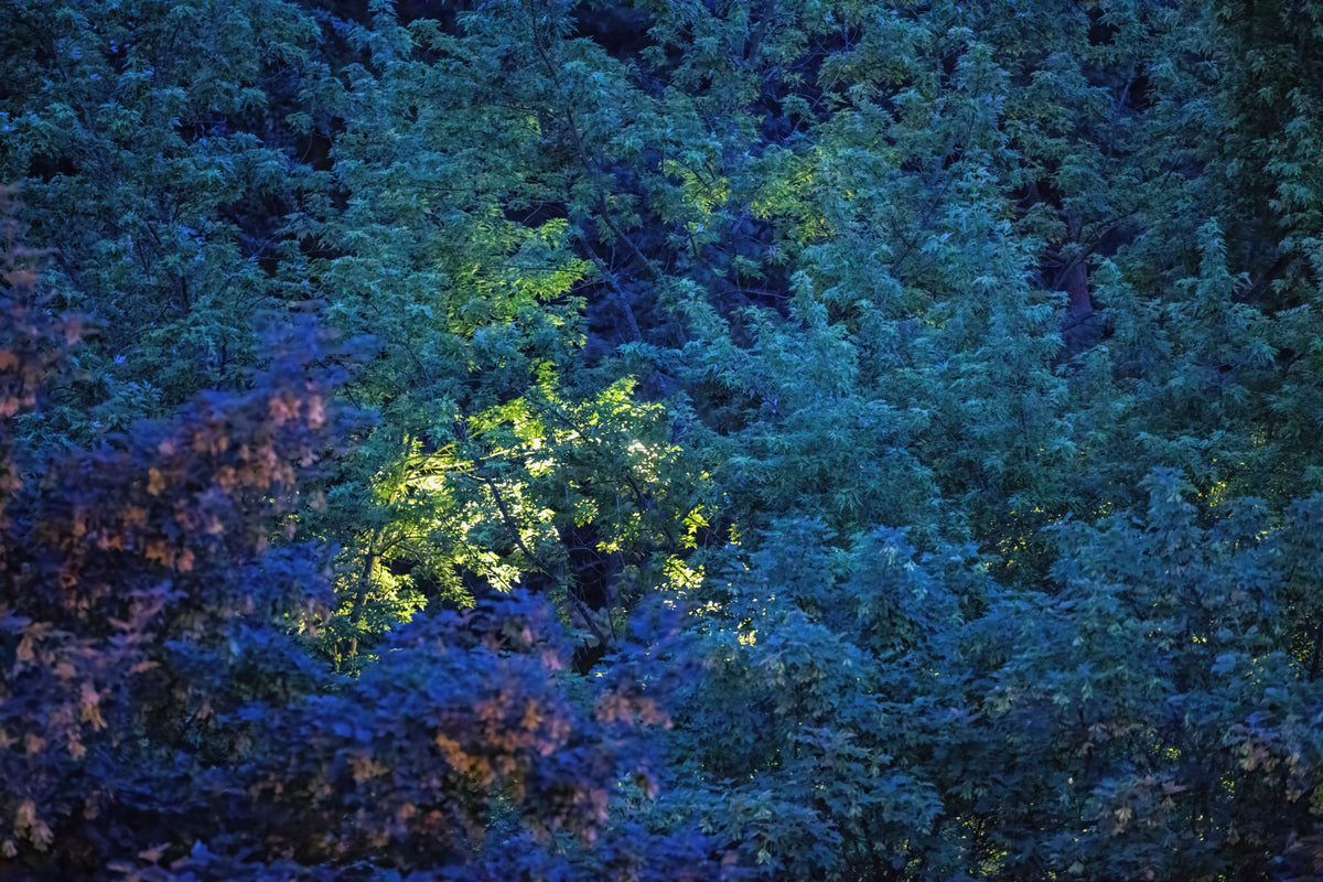 Enchanted Forest Nightscape | Blue and Green Foliage Art Print Wall Mural in your room — zoomed