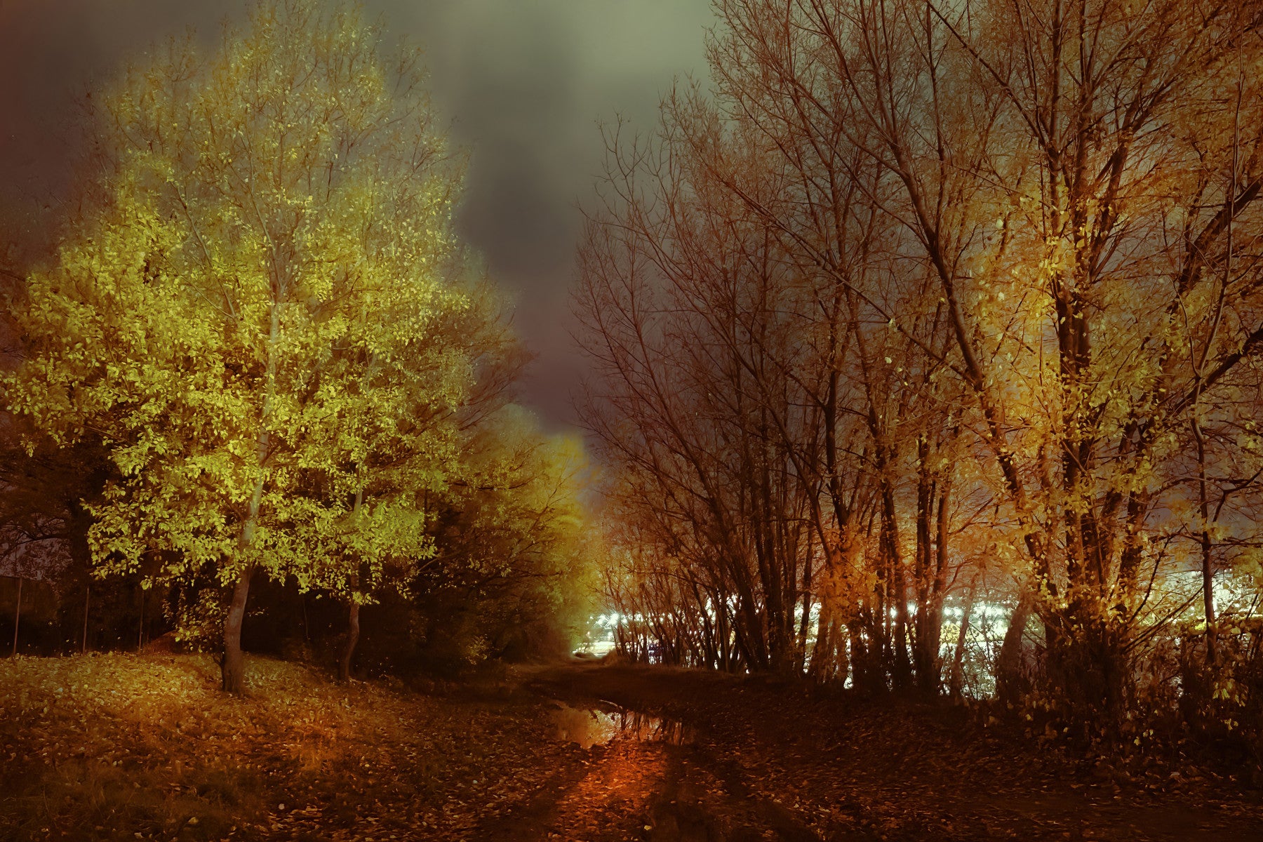 Autumn Night Reflection Tranquil Trees in Golden Hues Wall Mural