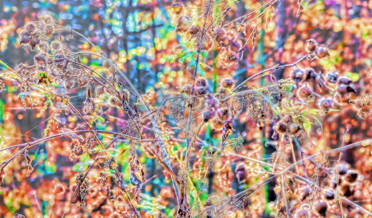 Ethereal Nature Abstract Art Print | Colorful Floral Photography | Modern Home Decor Wall Mural