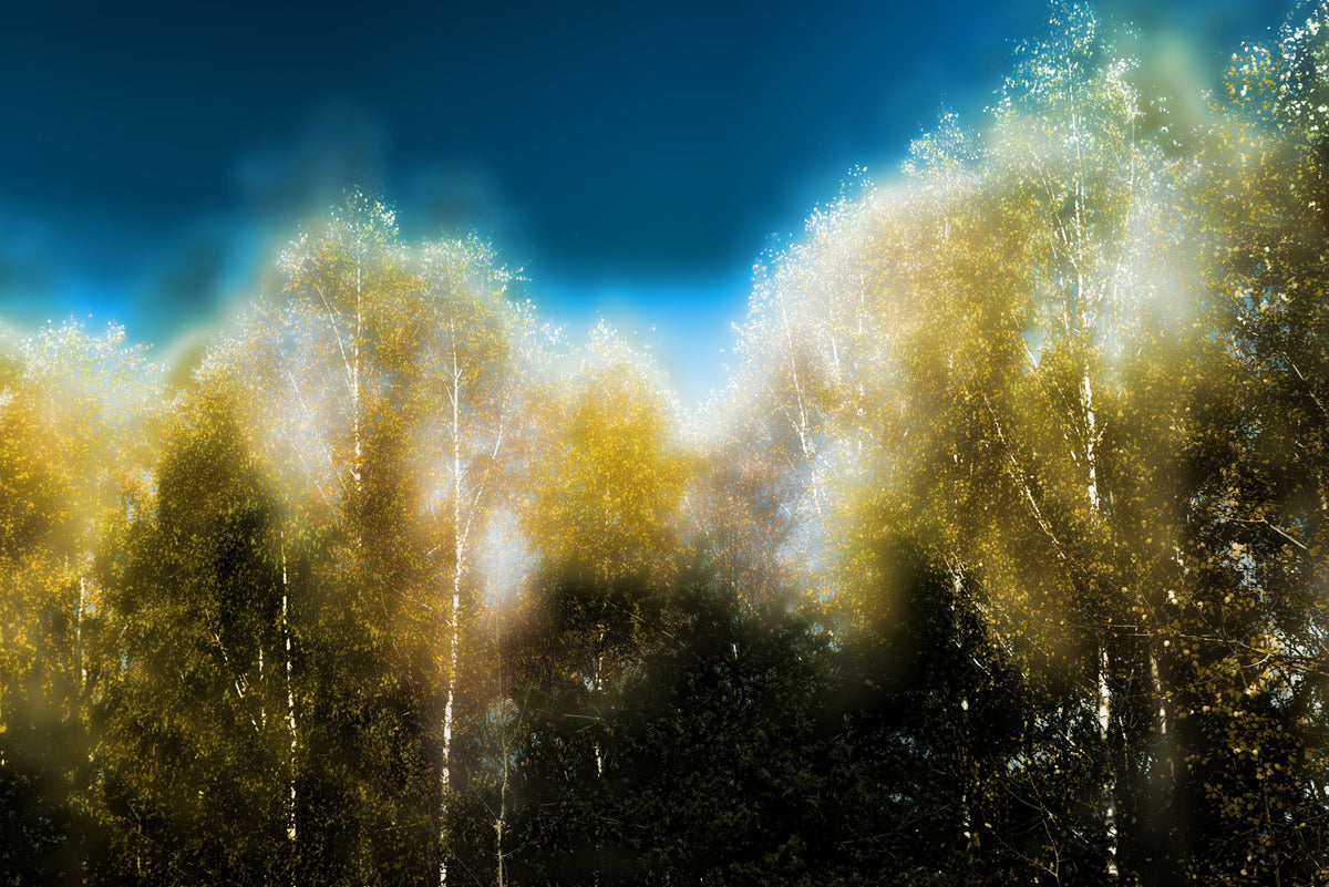 Ethereal Autumn Forest Photography | Serene Trees & Clouds | Nature Wall Art Wall Mural in your room
