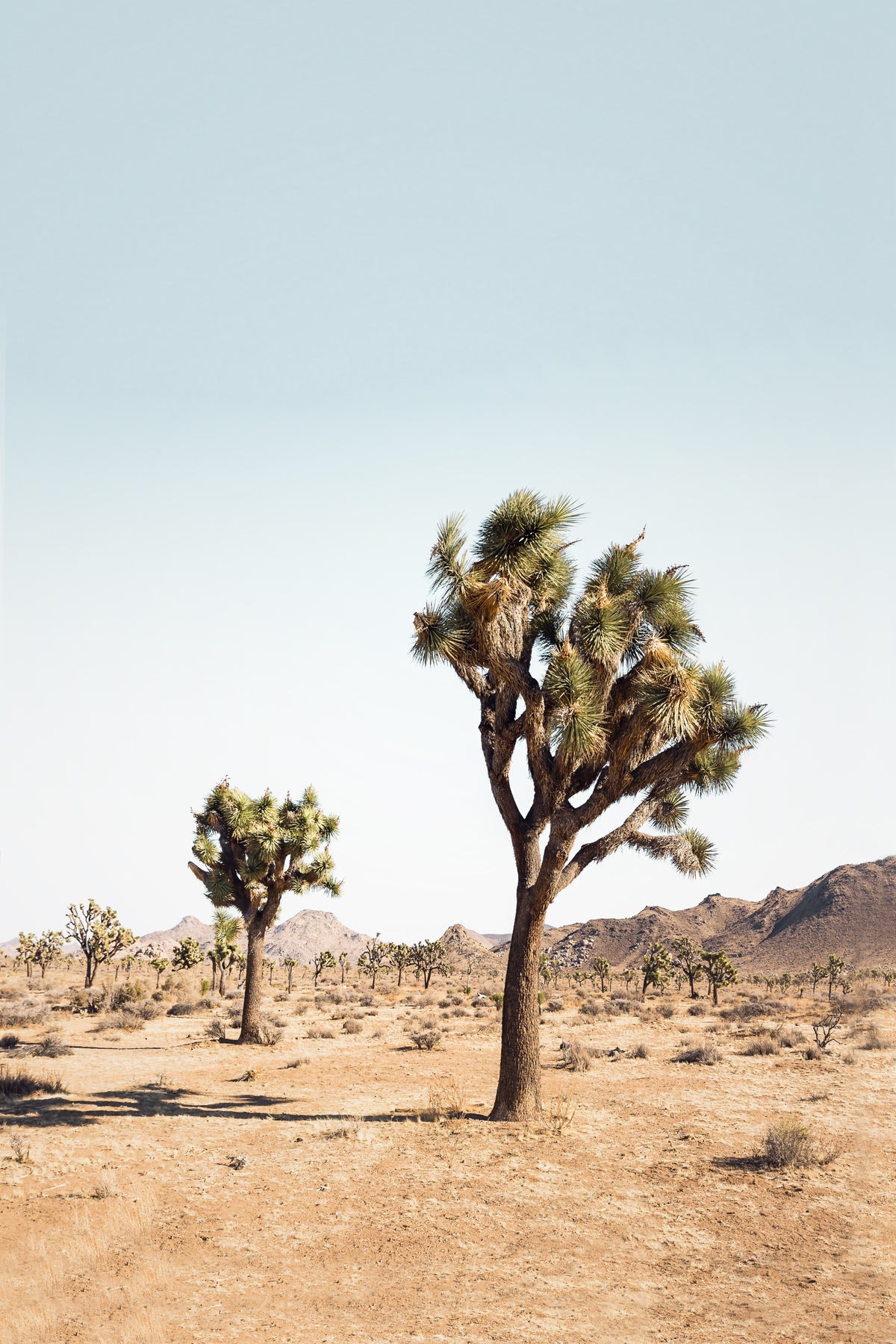 Desert Tree Wall Mural in your room — zoomed