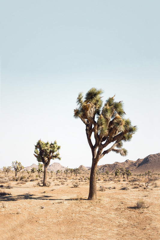 Desert Tree Wall Mural