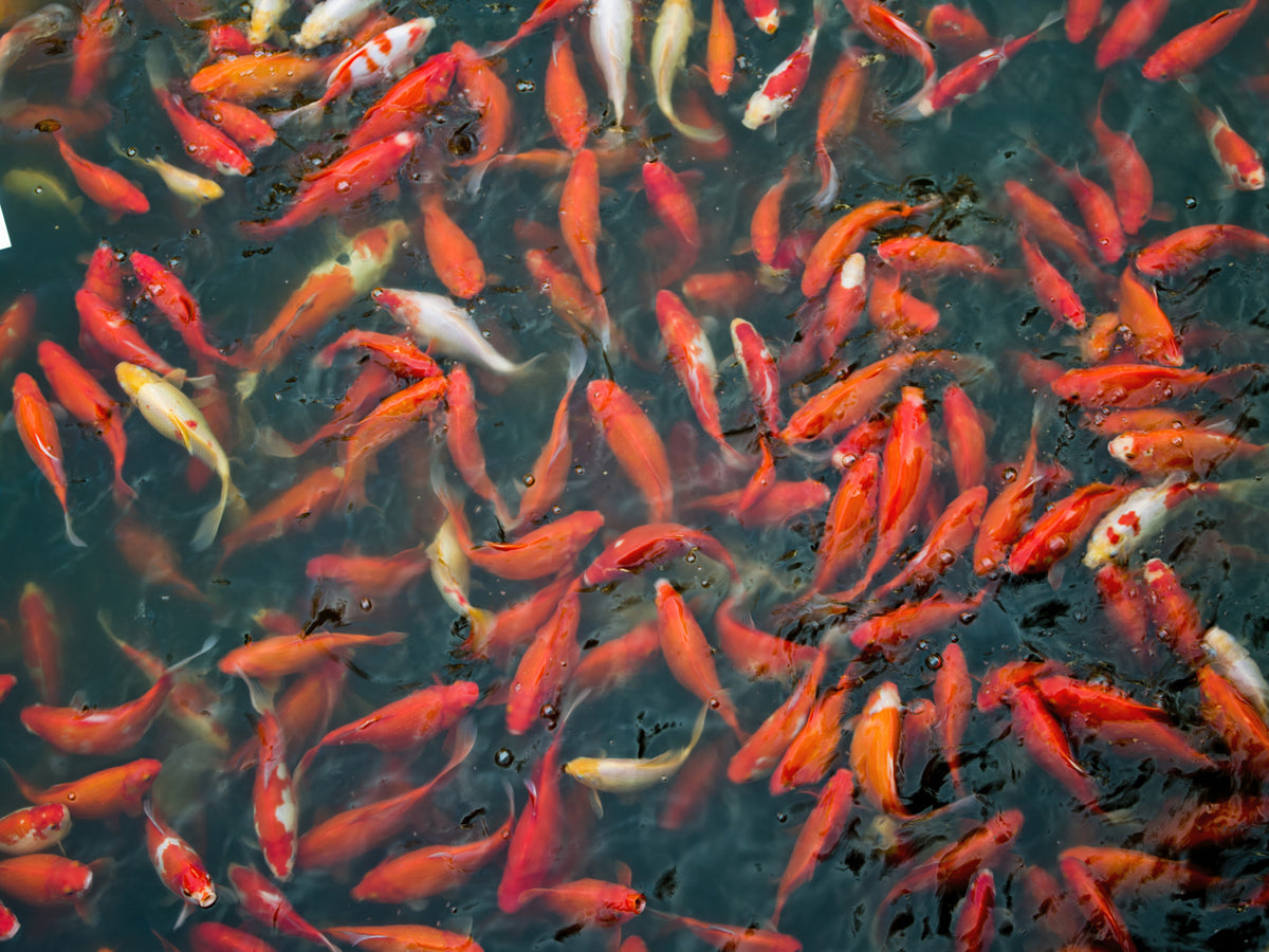 Koi Pond Swirl Wall Mural in your room — zoomed
