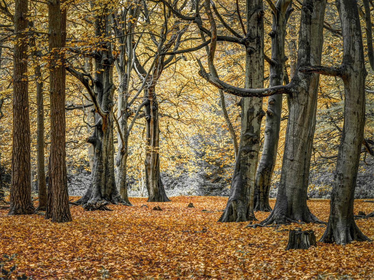 Enchanting Fall Woods Wall Mural in your room