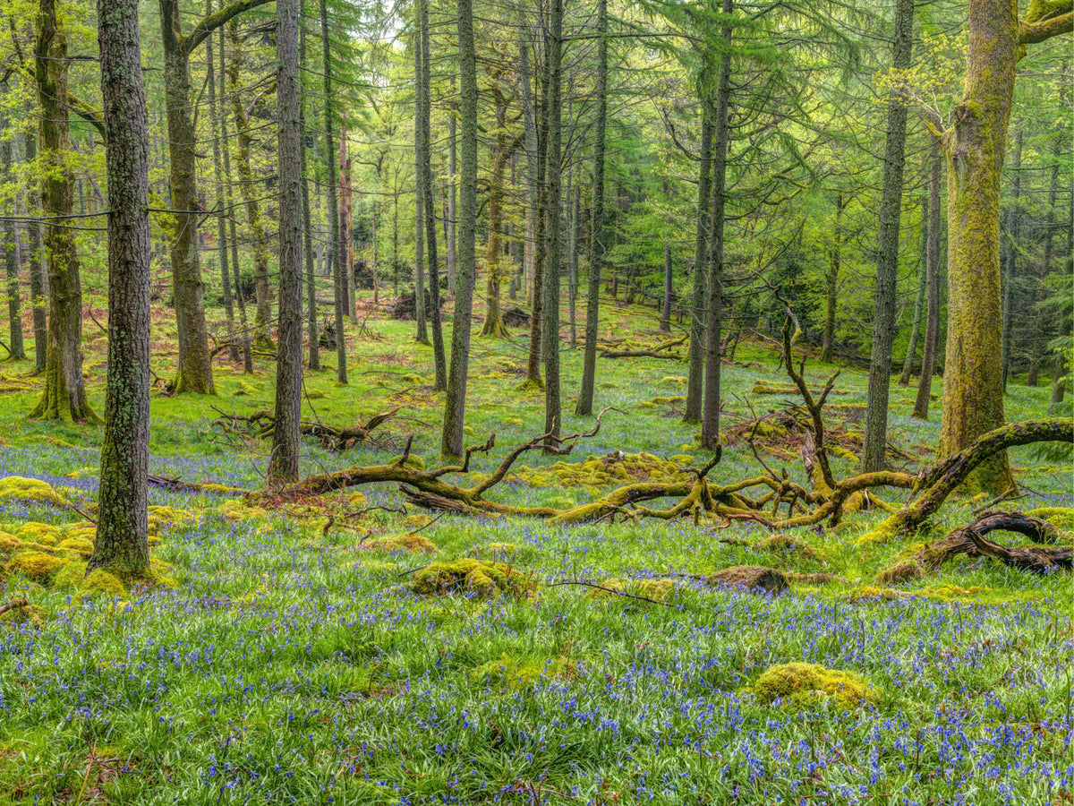 Woodland Serenity Wall Mural in your room — zoomed