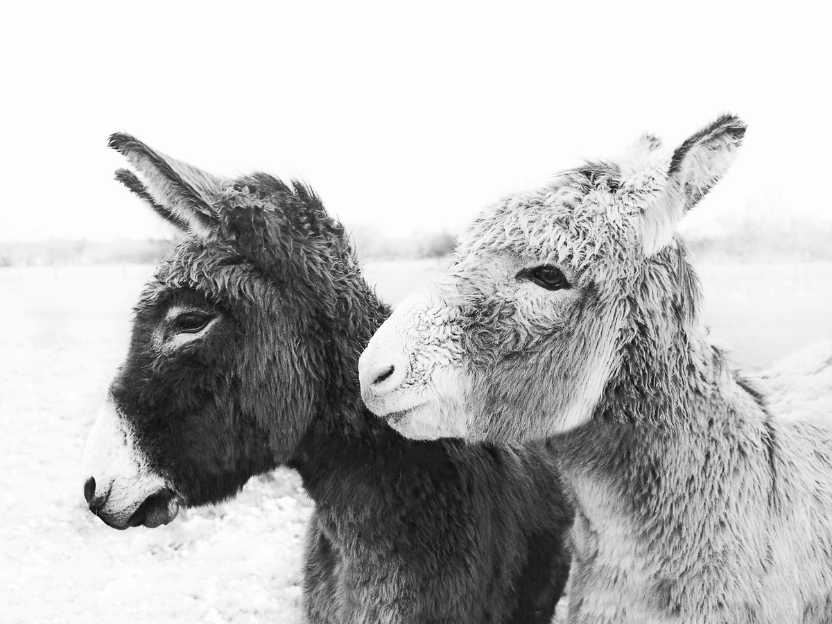 Donkey Love Wall Mural in your room — zoomed