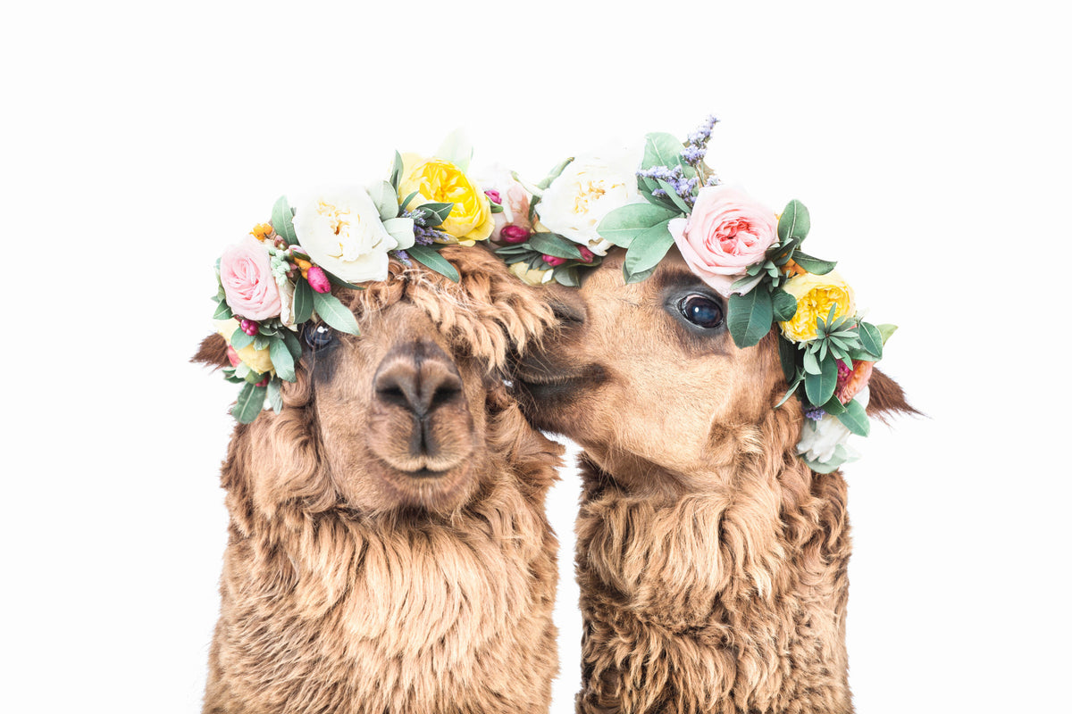 Llama Love Wall Mural in your room — zoomed