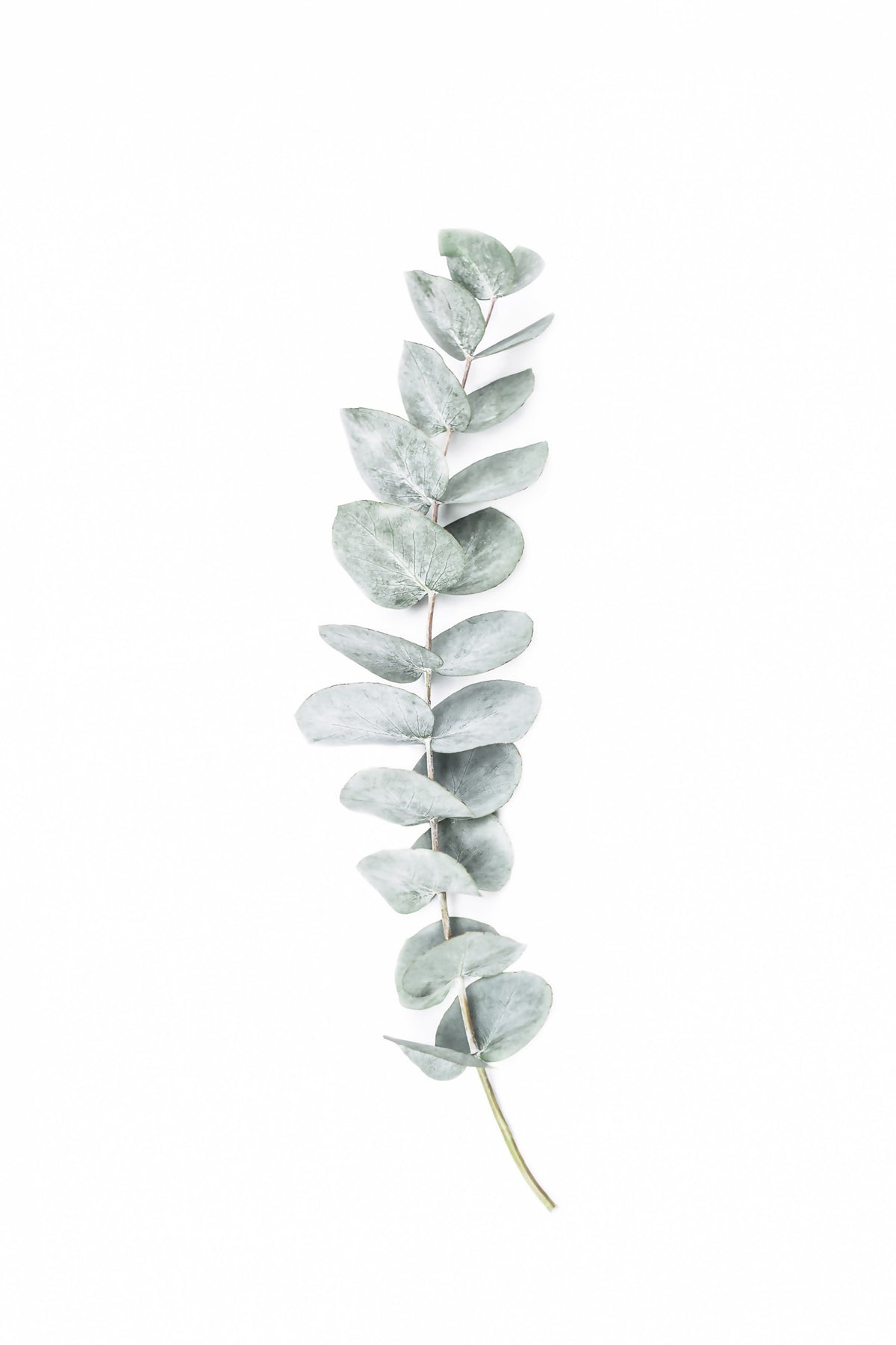 EucalyptusI Wall Mural in your room