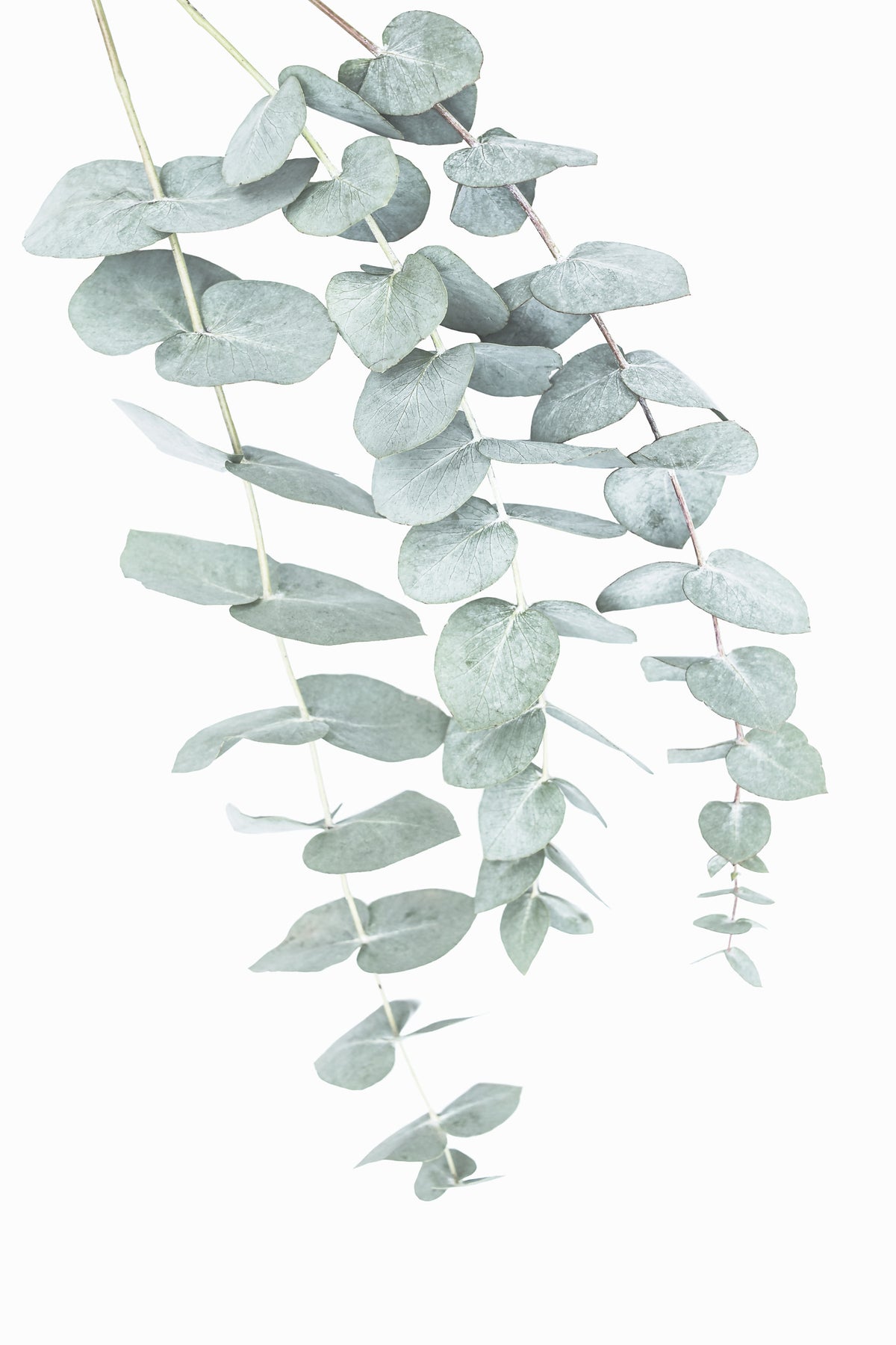 Eucalyptus II Wall Mural in your room
