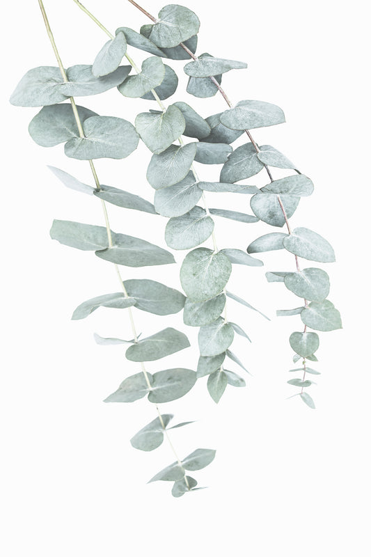 Eucalyptus II Wall Mural
