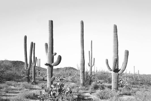 Saguaro Silhouette Wall Mural