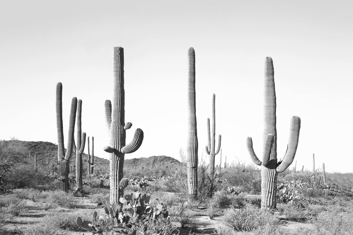 Saguaro Silhouette Wall Mural in your room — zoomed