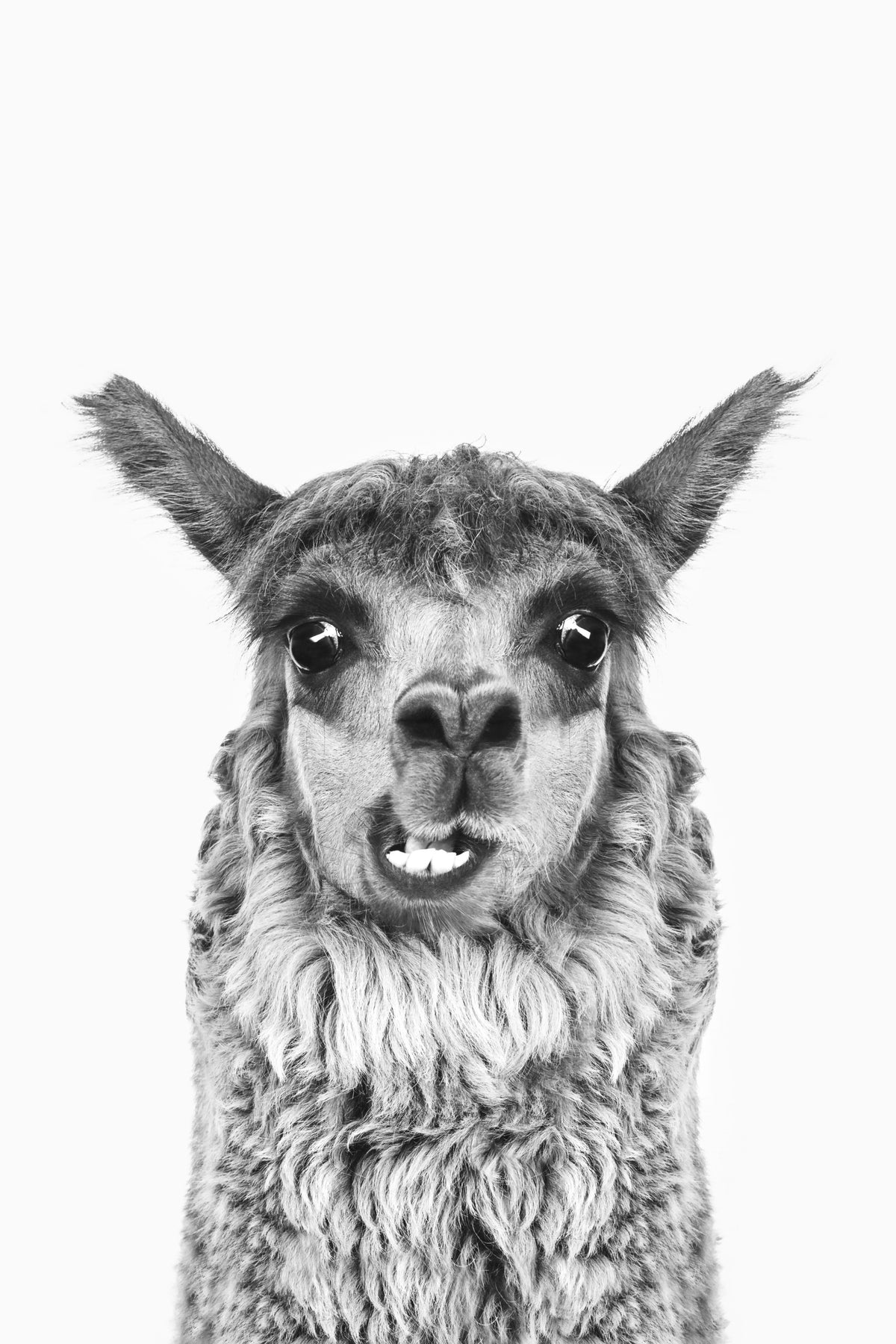 Happy Llama Wall Mural in your room