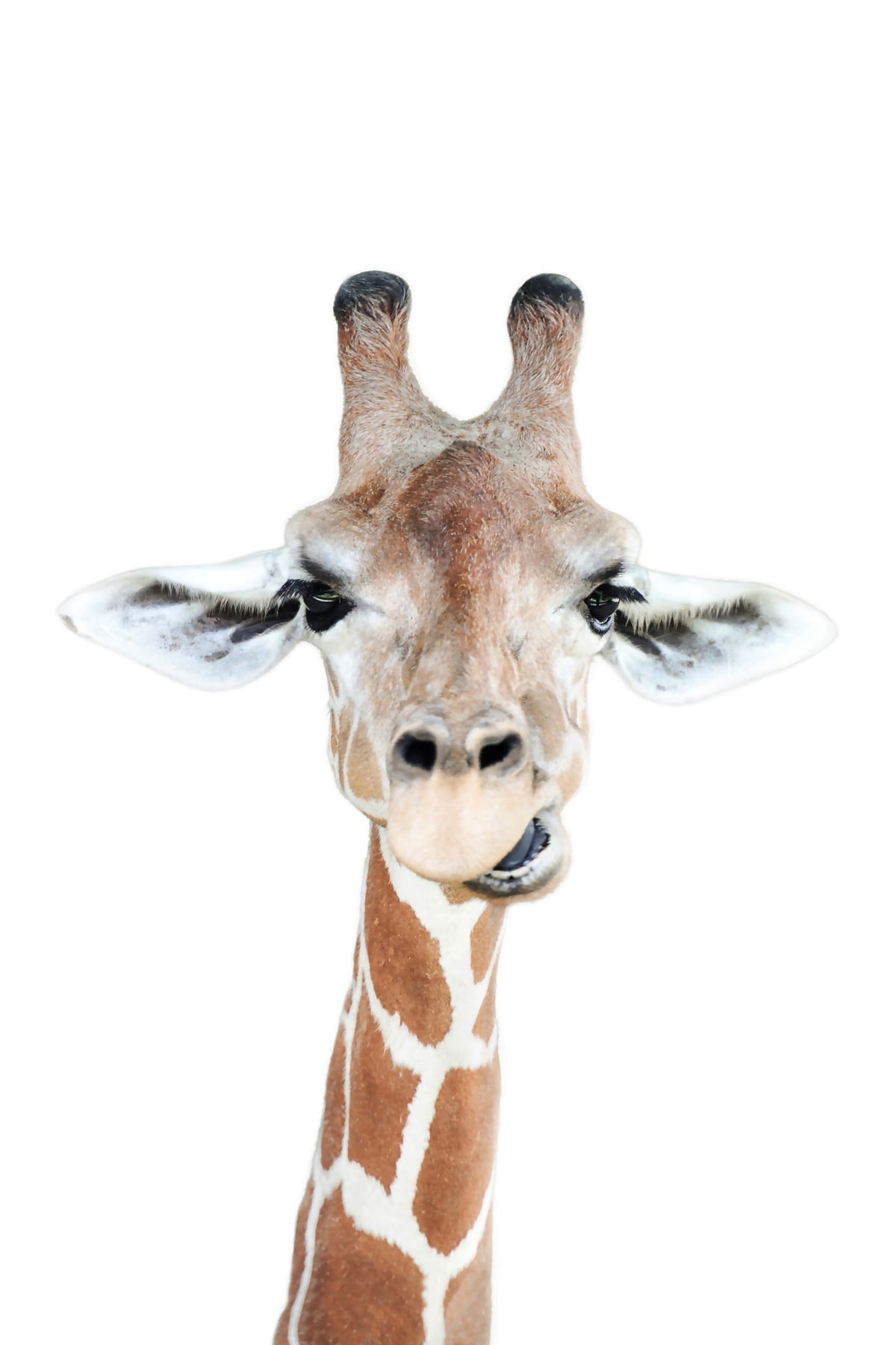 Happy Giraffe Wall Mural in your room