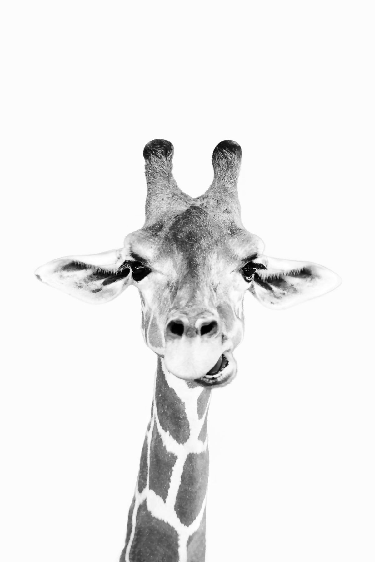 Happy Giraffe BW Wall Mural in your room — zoomed