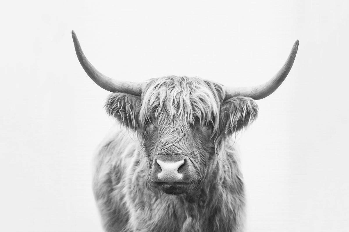 Highland Bull Wall Mural in your room