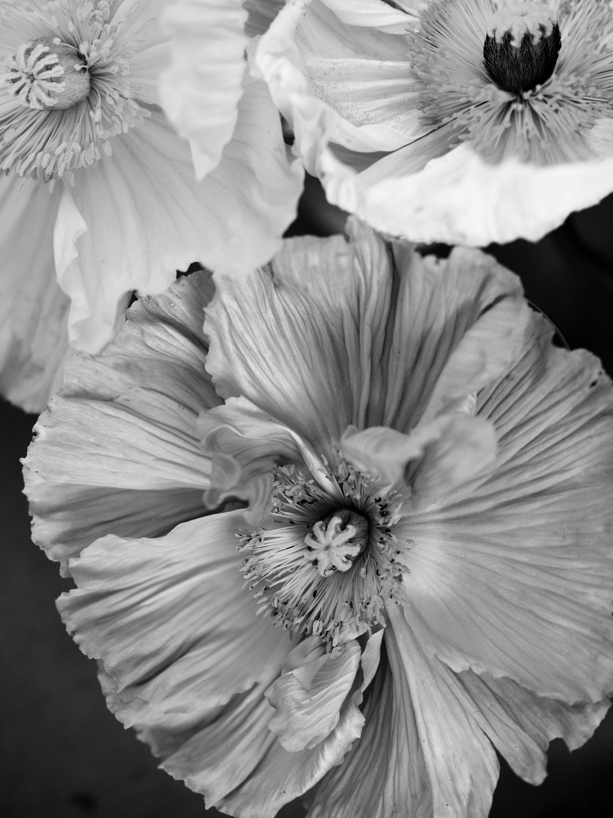 Monochrome Bloom Wall Mural in your room — zoomed