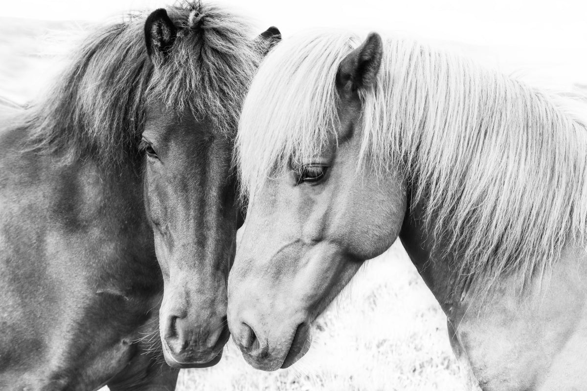 Horse Love Wall Mural in your room