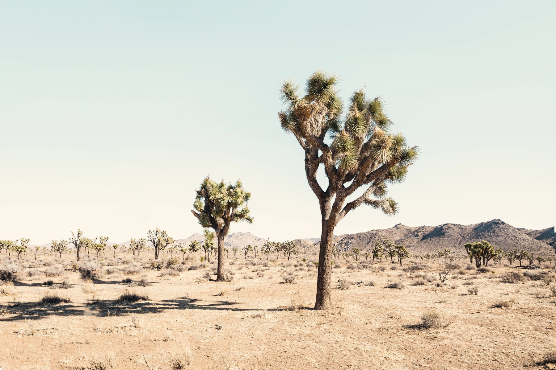 Desert Dreamscape Wall Mural in your room — zoomed