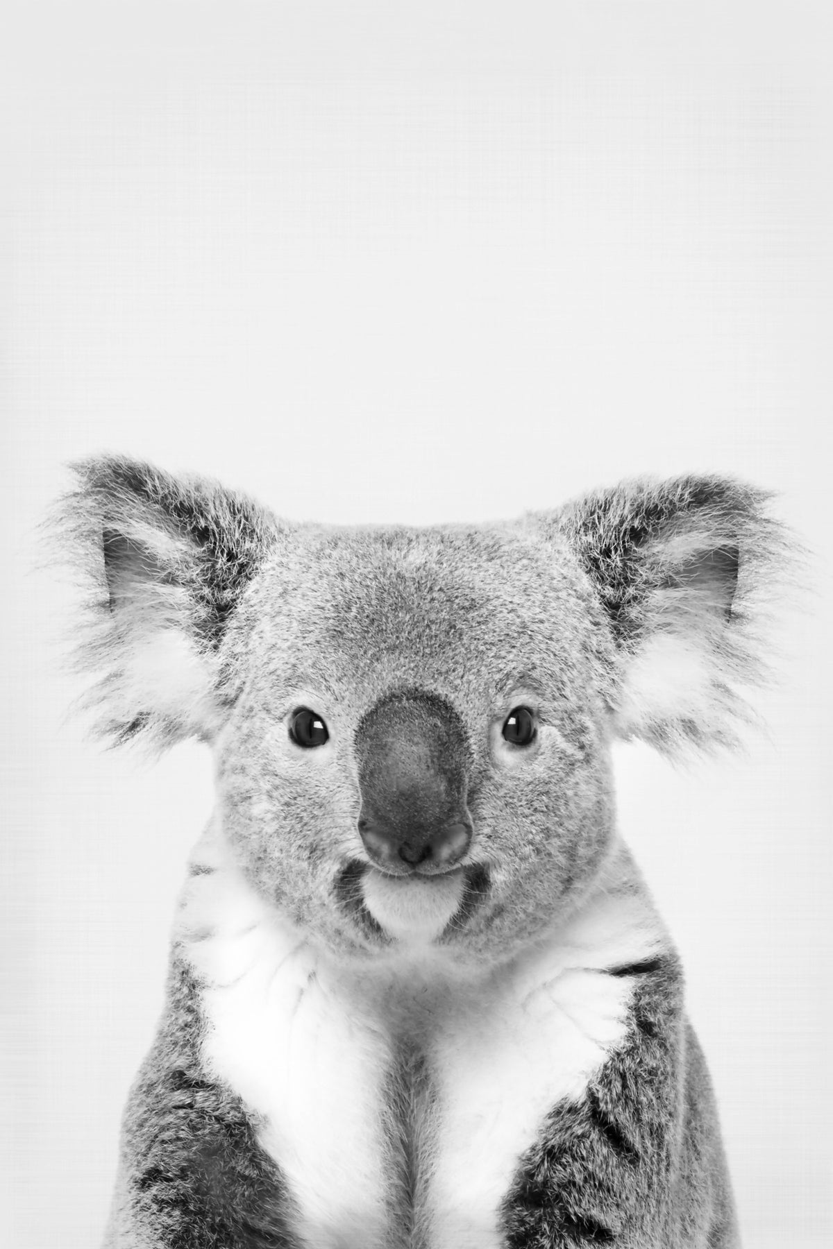 Koala Portrait Wall Mural in your room