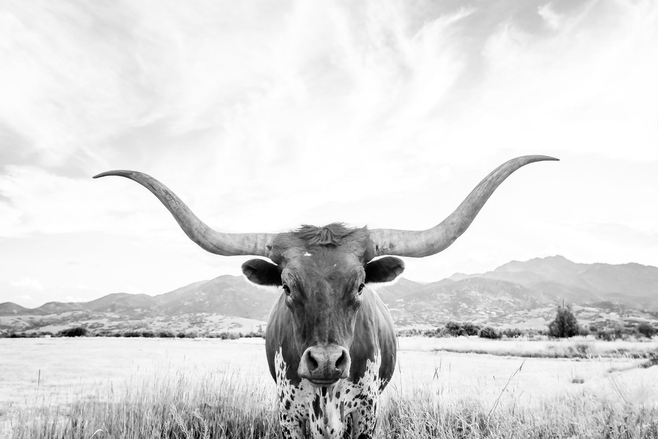 Longhorn BW Wall Mural