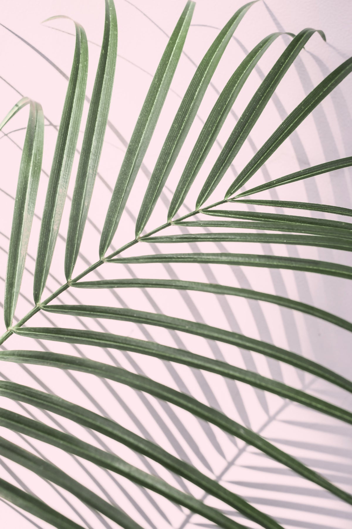 Leaf Whisper Wall Mural in your room