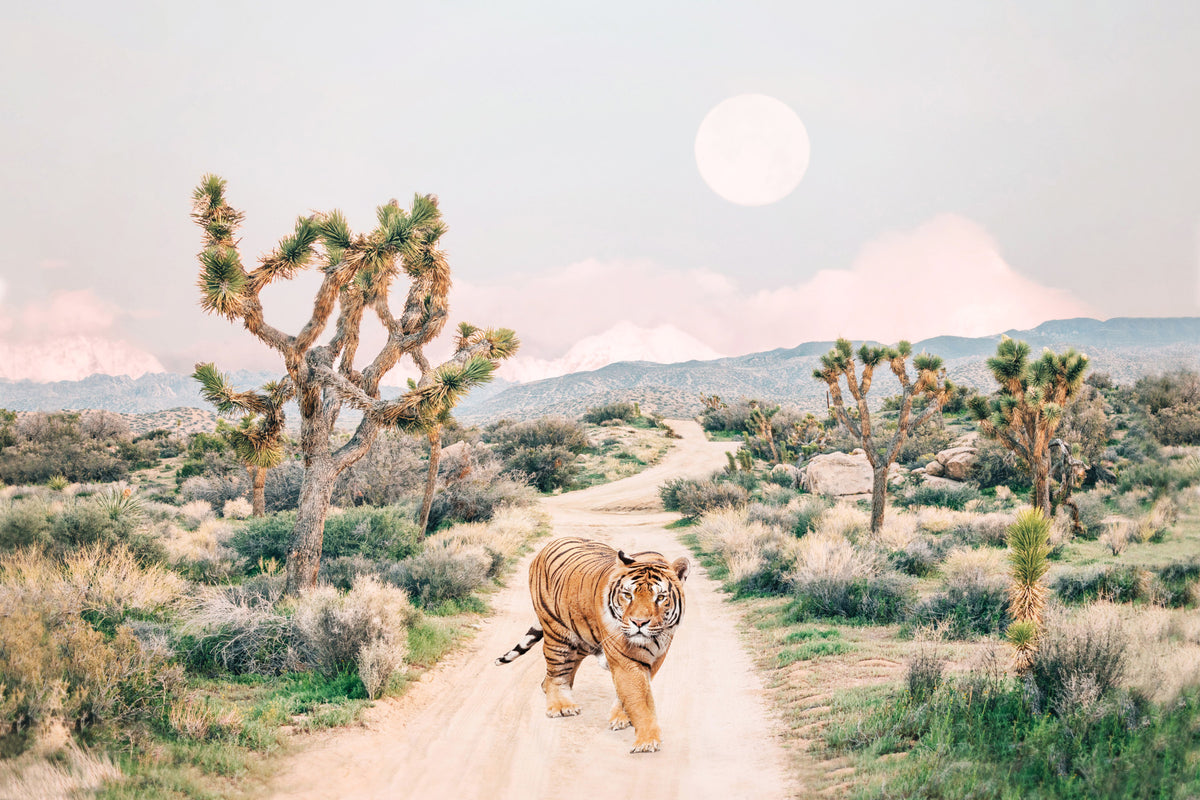 Wandering Tiger Wall Mural in your room
