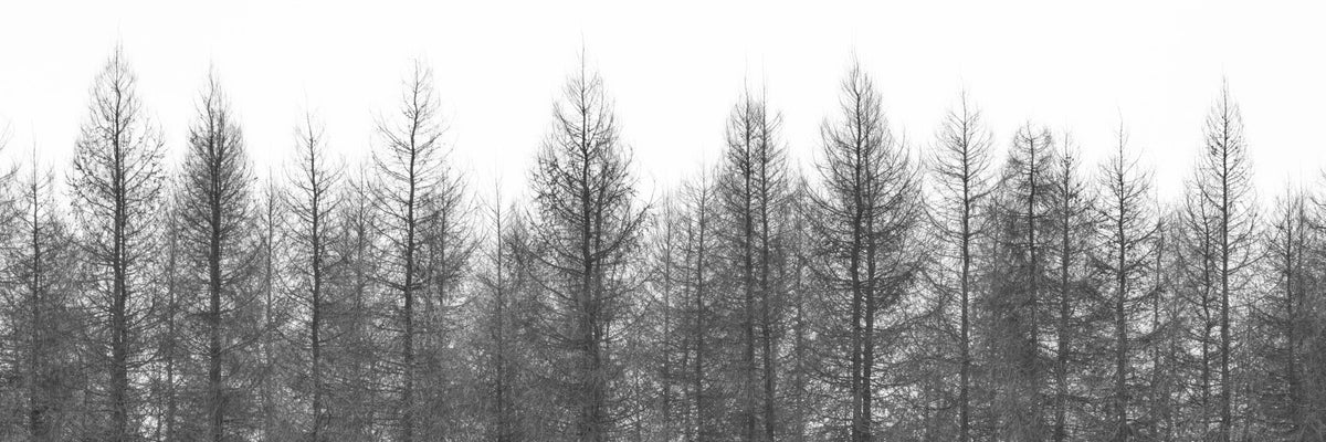 Winter's Edge Wall Mural in your room — zoomed