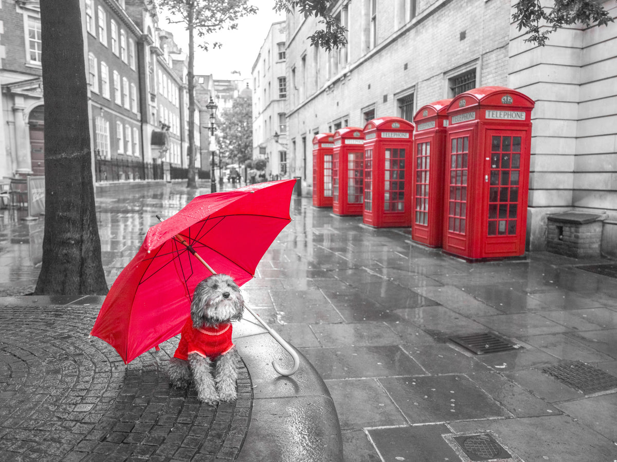 Dog with umbrella in London Wall Mural in your room — zoomed