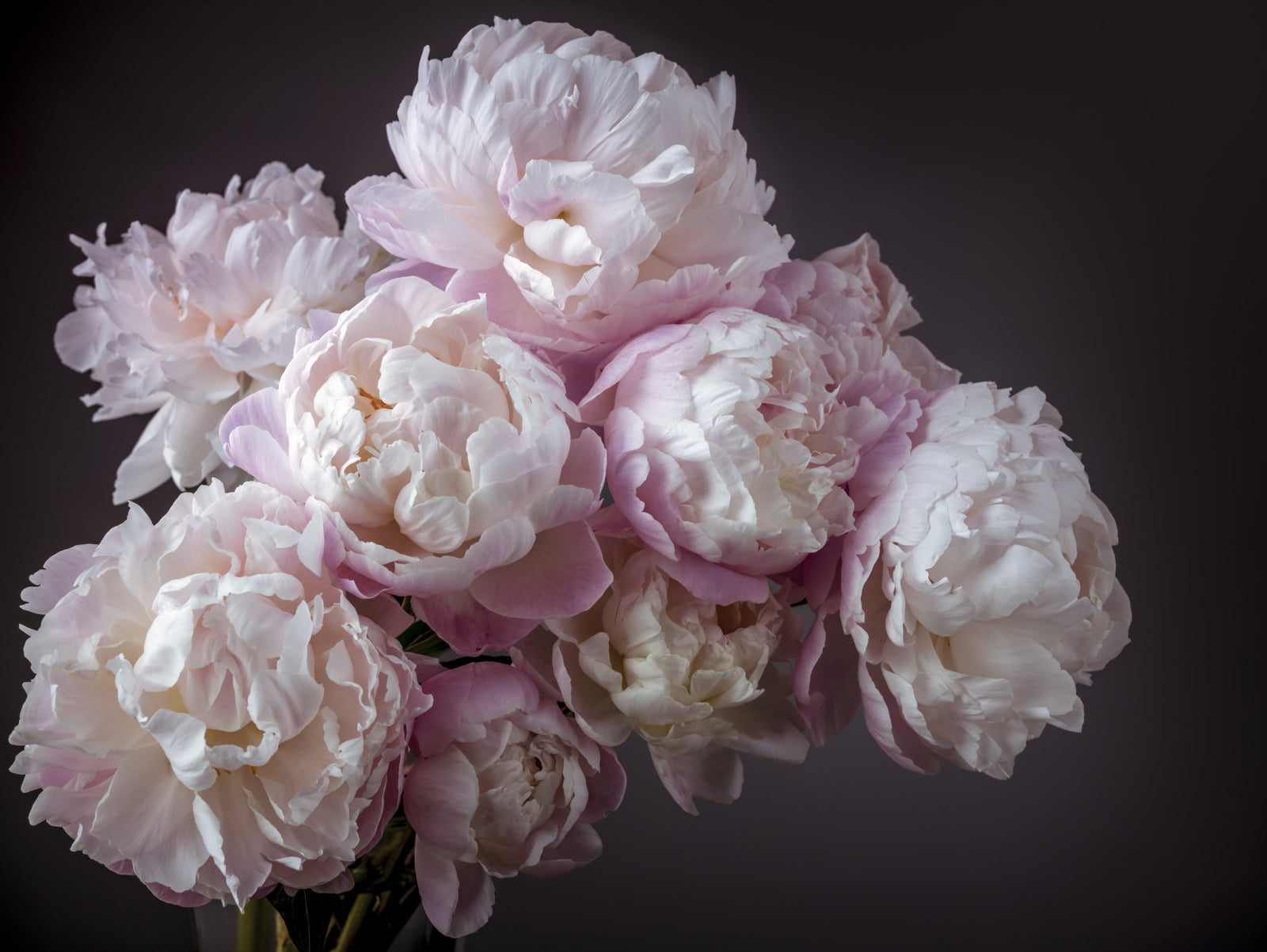 Bunch of Peonies Flowers Wall Mural