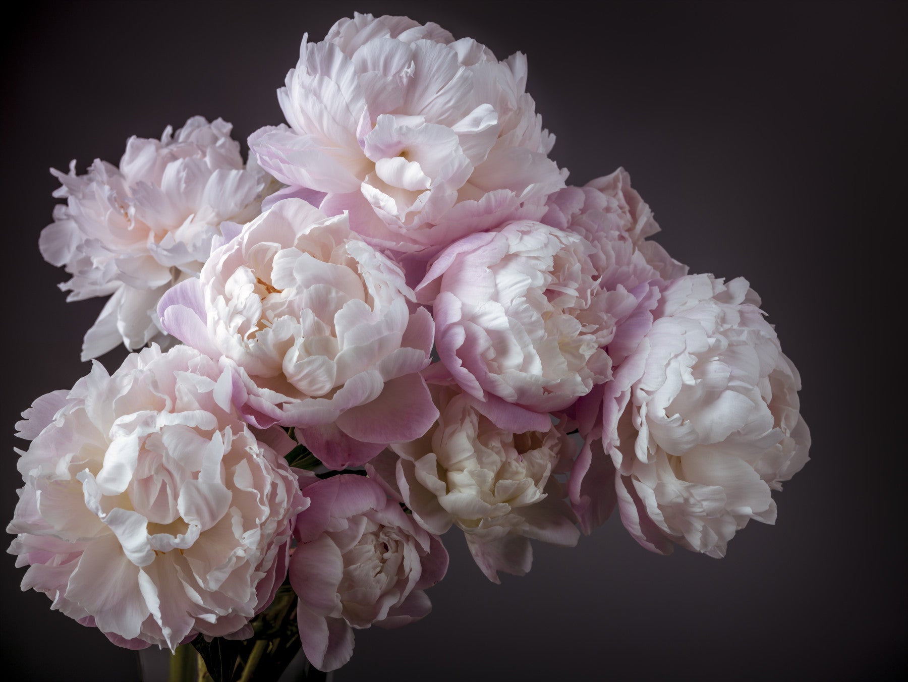 Bunch of Peonies Flowers Wall Mural in your room — zoomed