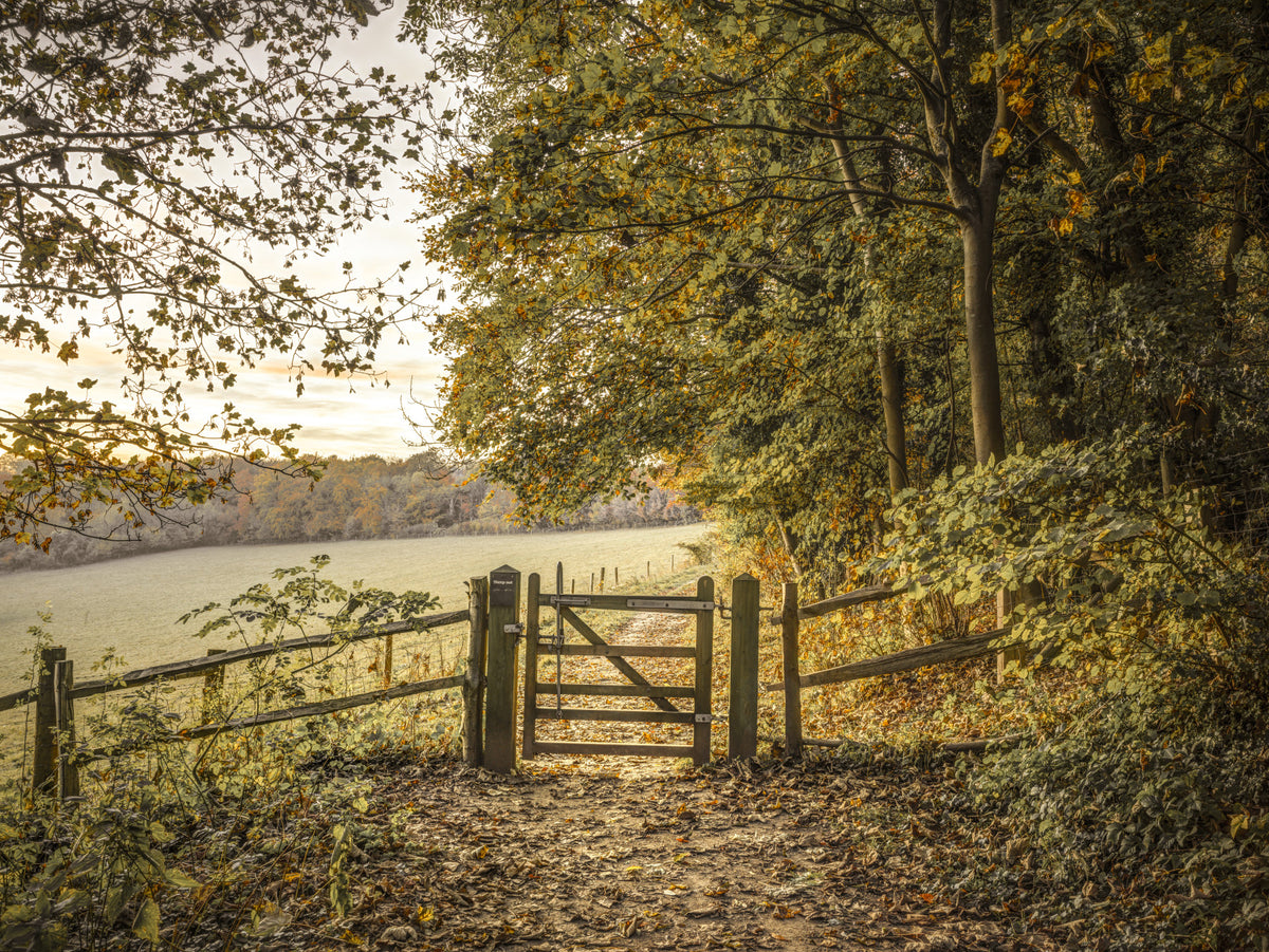 Autumnal Gateway Wall Mural in your room