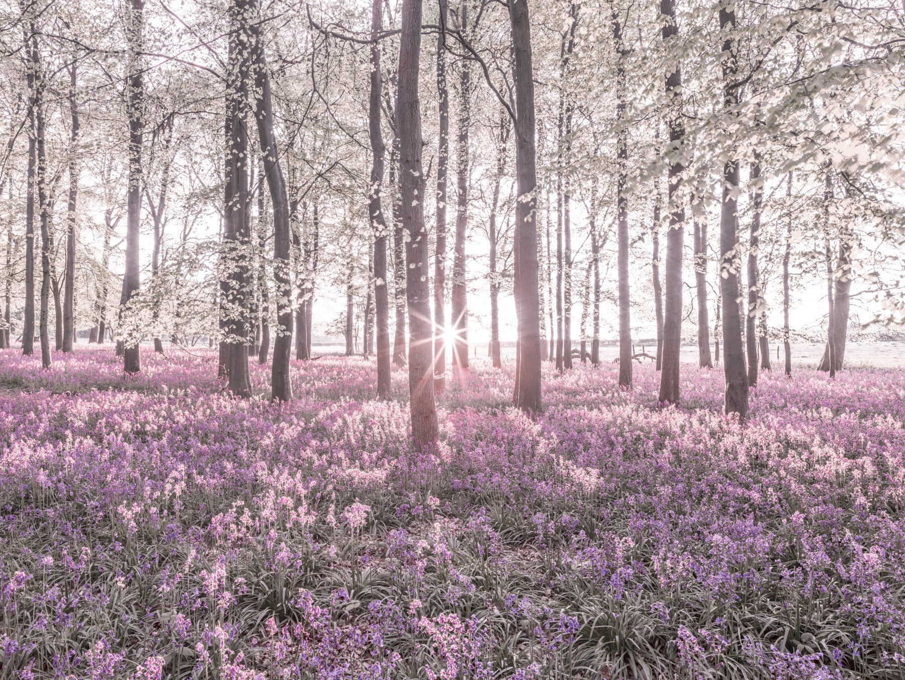 Pink Bluebell Wood Wall Mural