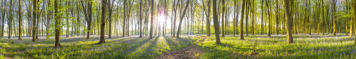 Woodland Glow Wall Mural in your room — zoomed