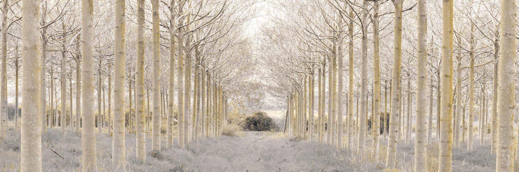 Linear Forest Wall Mural in your room — zoomed
