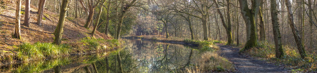 Woodland Mirror Wall Mural in your room