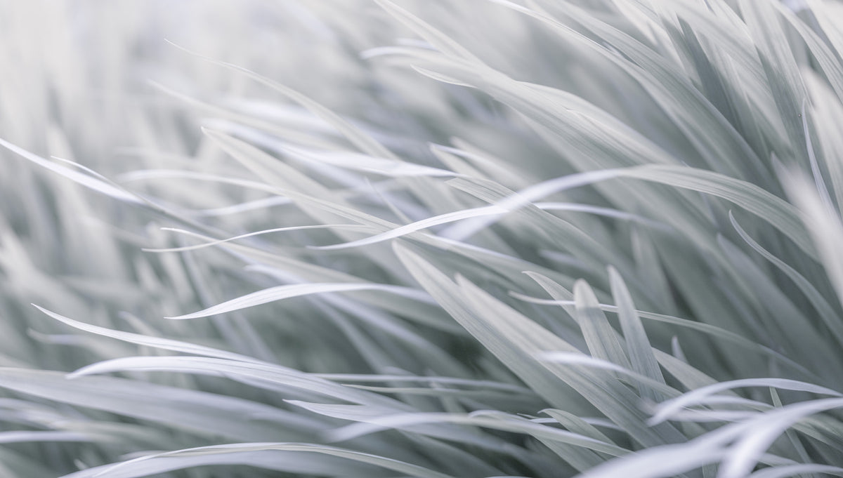 Gray wavy Grass Wall Mural in your room
